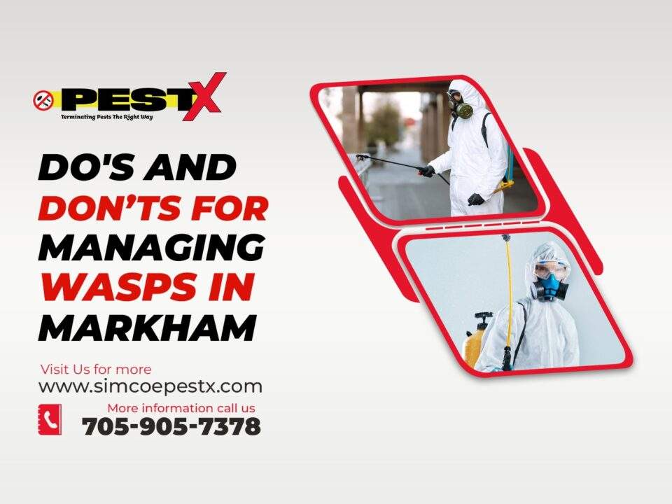 Managing Wasps in Markham