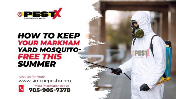 Mosquito-Free This Summer