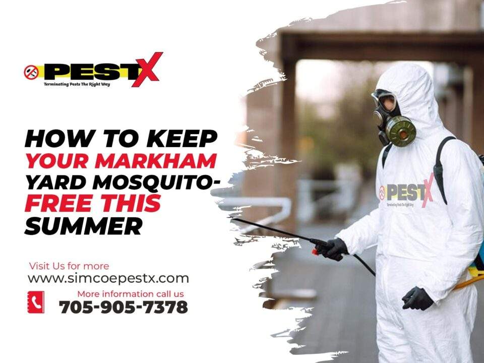 Mosquito-Free This Summer