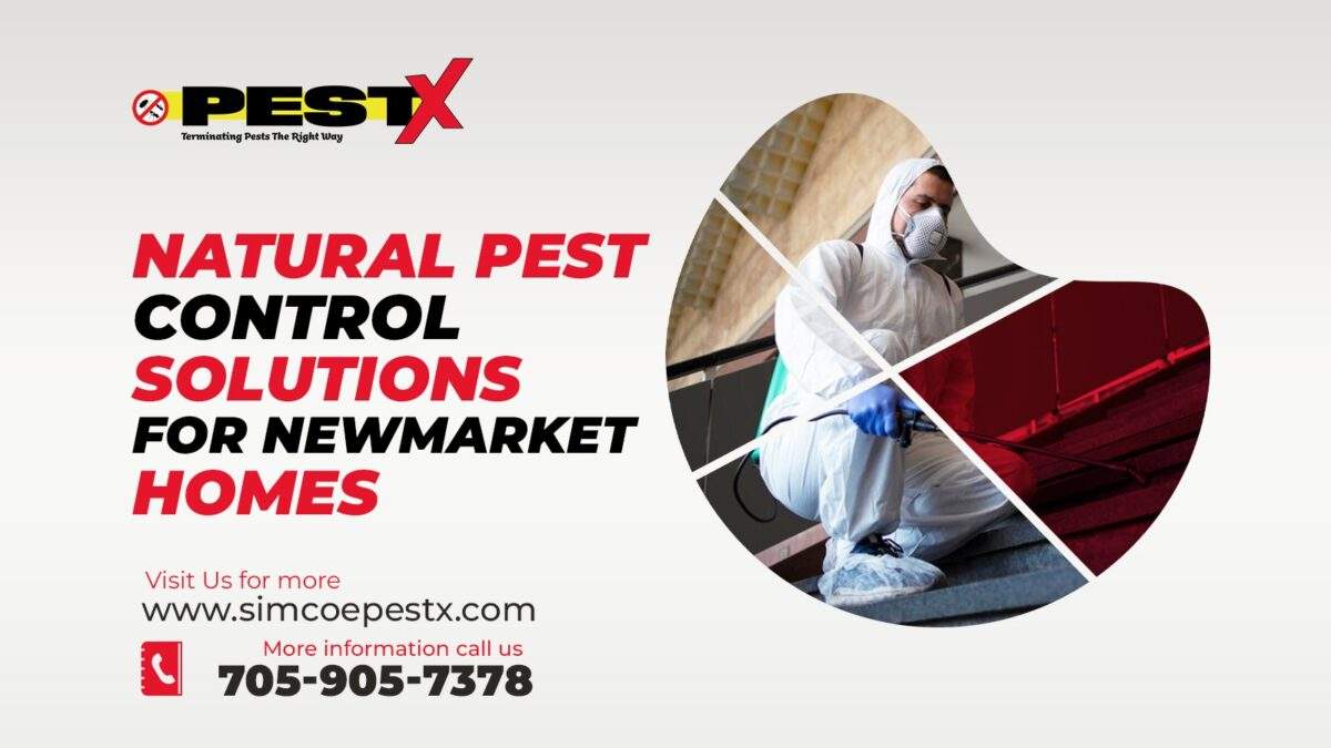 Natural Pest Control Solutions