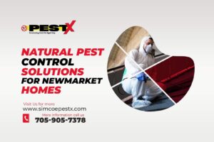 Natural Pest Control Solutions