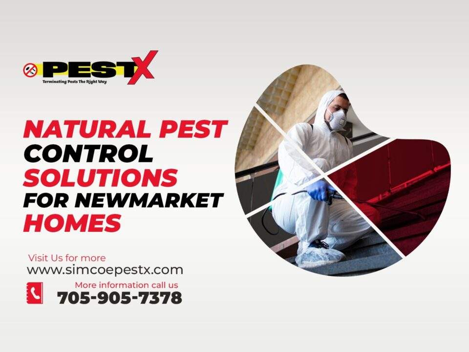 Natural Pest Control Solutions