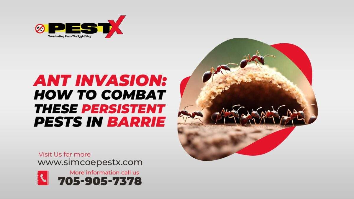 Persistent Pests in Barrie