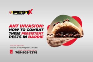 Persistent Pests in Barrie