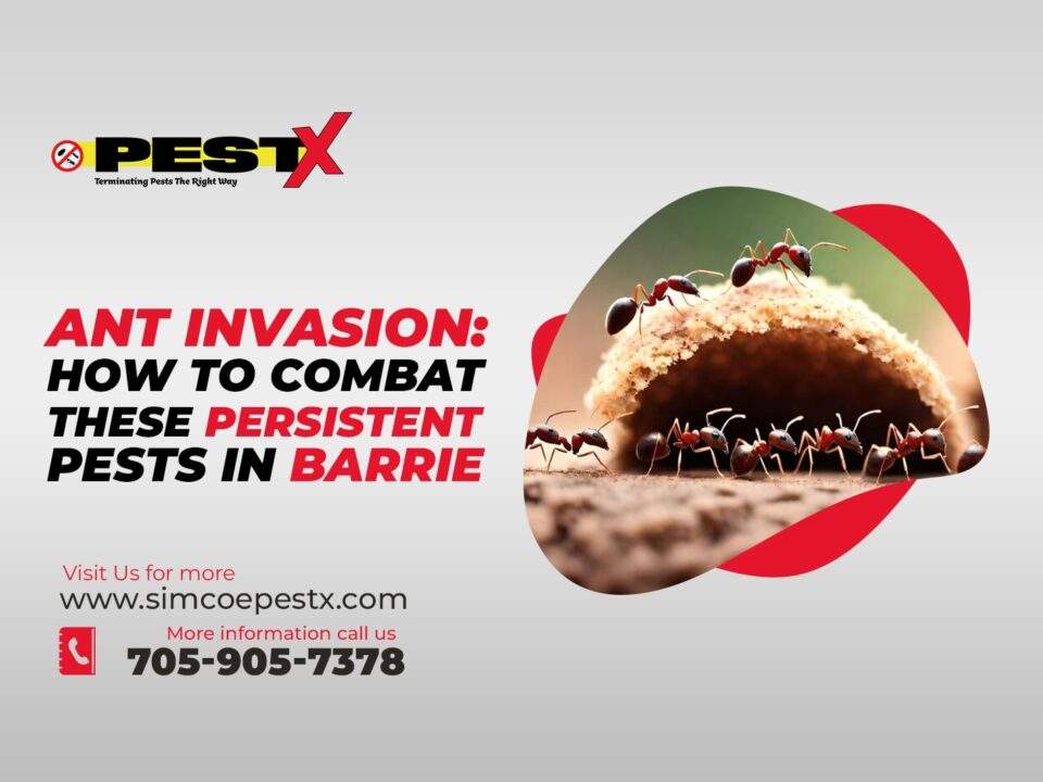 Persistent Pests in Barrie