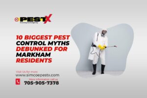 Pest Control Myths Debunked