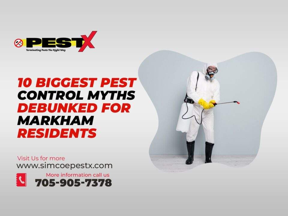 Pest Control Myths Debunked