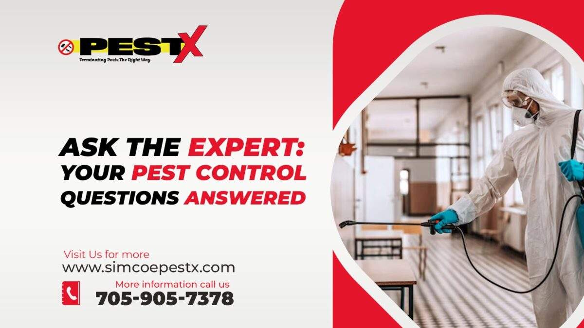 Pest Control Questions Answered