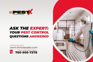 Pest Control Questions Answered
