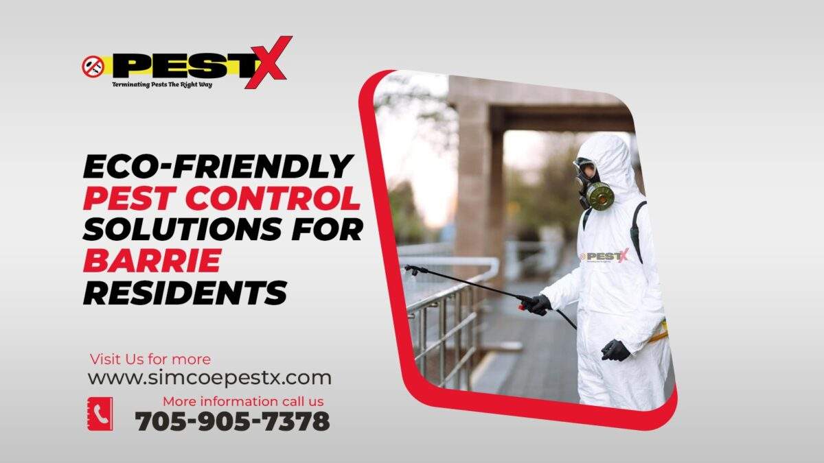 Pest Control Solutions for Barrie Residents