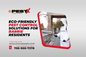 Pest Control Solutions for Barrie Residents
