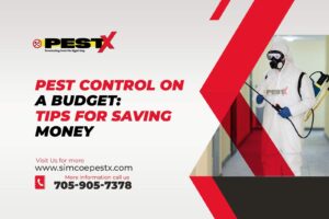 Pest Control on a Budget