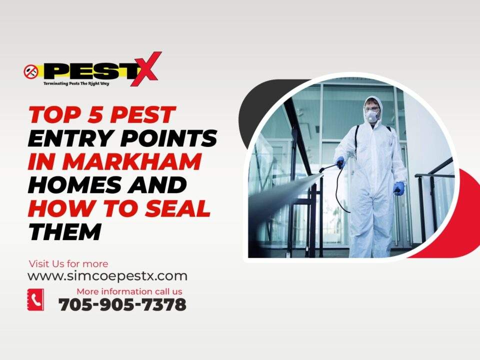 Pest Entry Points in Markham Homes