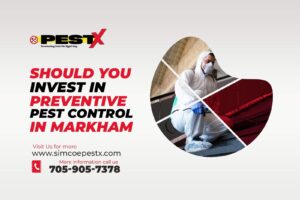 Preventive Pest Control in Markham