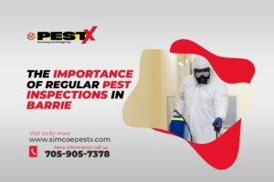 Regular Pest Inspections in Barrie