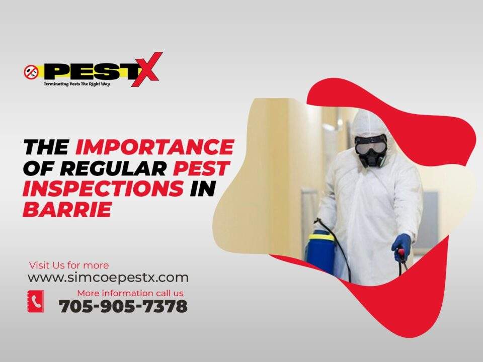 Regular Pest Inspections in Barrie