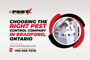 Right Pest Control Company in Bradford