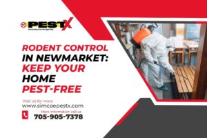 Rodent Control in Newmarket
