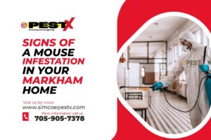 Signs of a Mouse Infestation