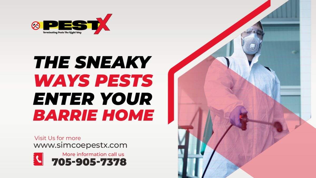 Sneaky Ways Pests Enter Your Barrie Home