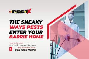 Sneaky Ways Pests Enter Your Barrie Home