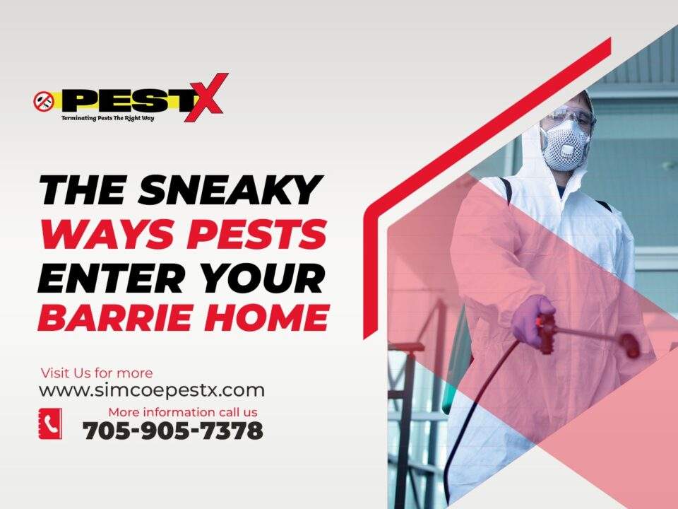 Sneaky Ways Pests Enter Your Barrie Home