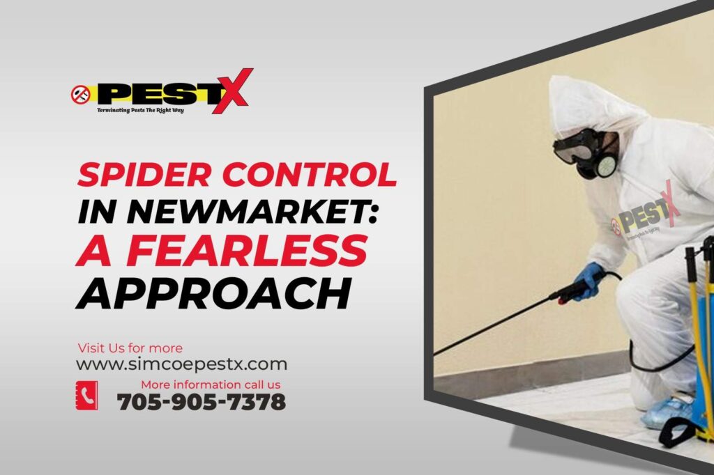 Current image: Spider Control in Newmarket