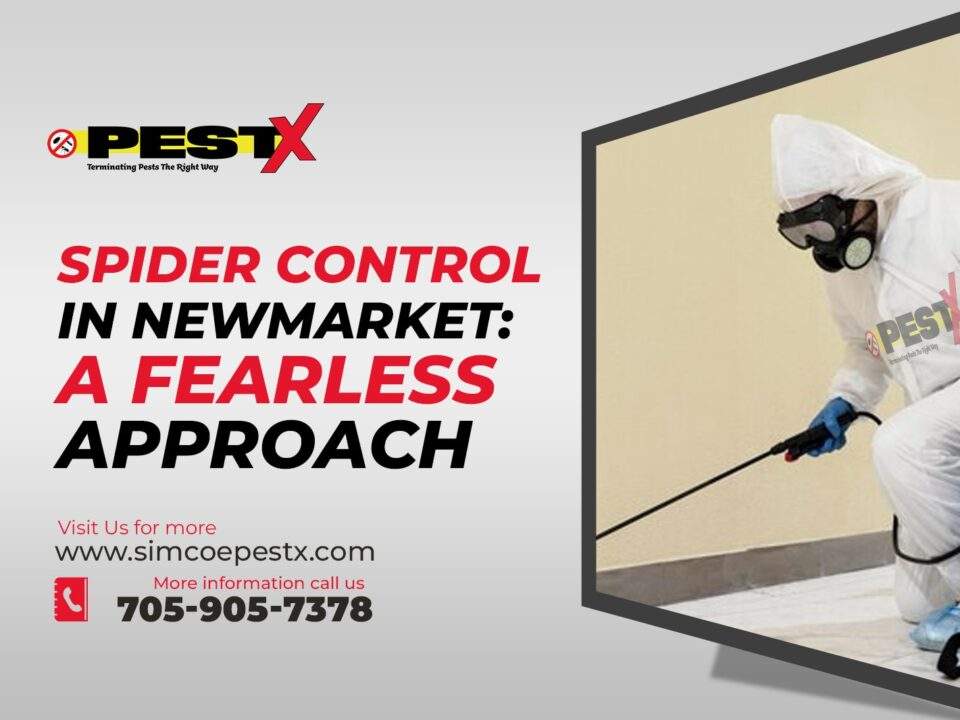 Spider Control in Newmarket