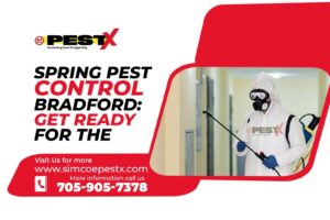 Spring Pest Control Bradford