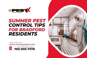 Summer Pest Control Tips