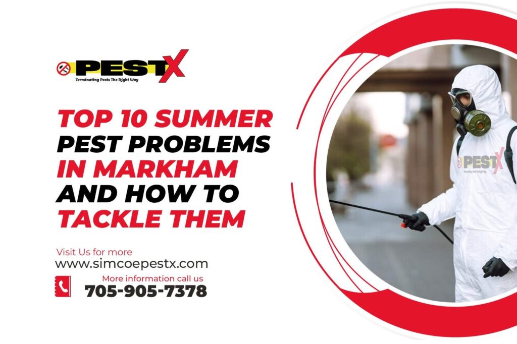 Current image: Summer Pest Problems in Markham