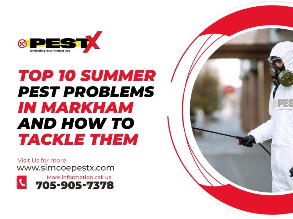 Summer Pest Problems in Markham