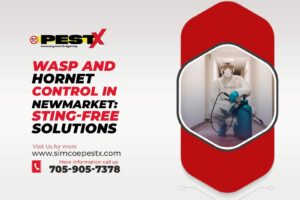 Wasp and Hornet Control in Newmarket