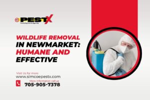 Wildlife Removal in Newmarket
