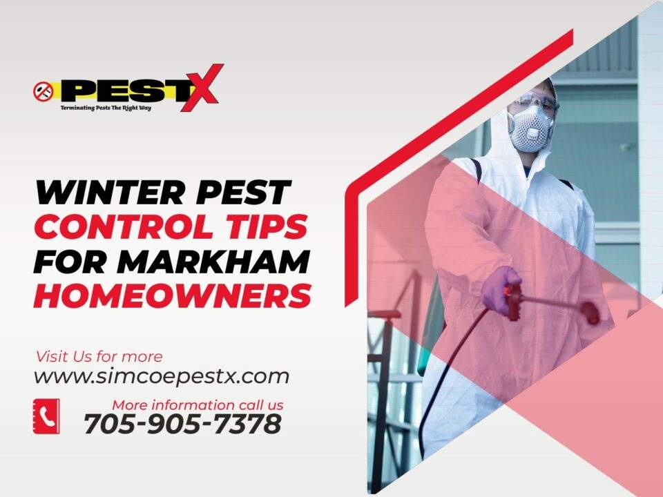 Winter Pest Control Tips