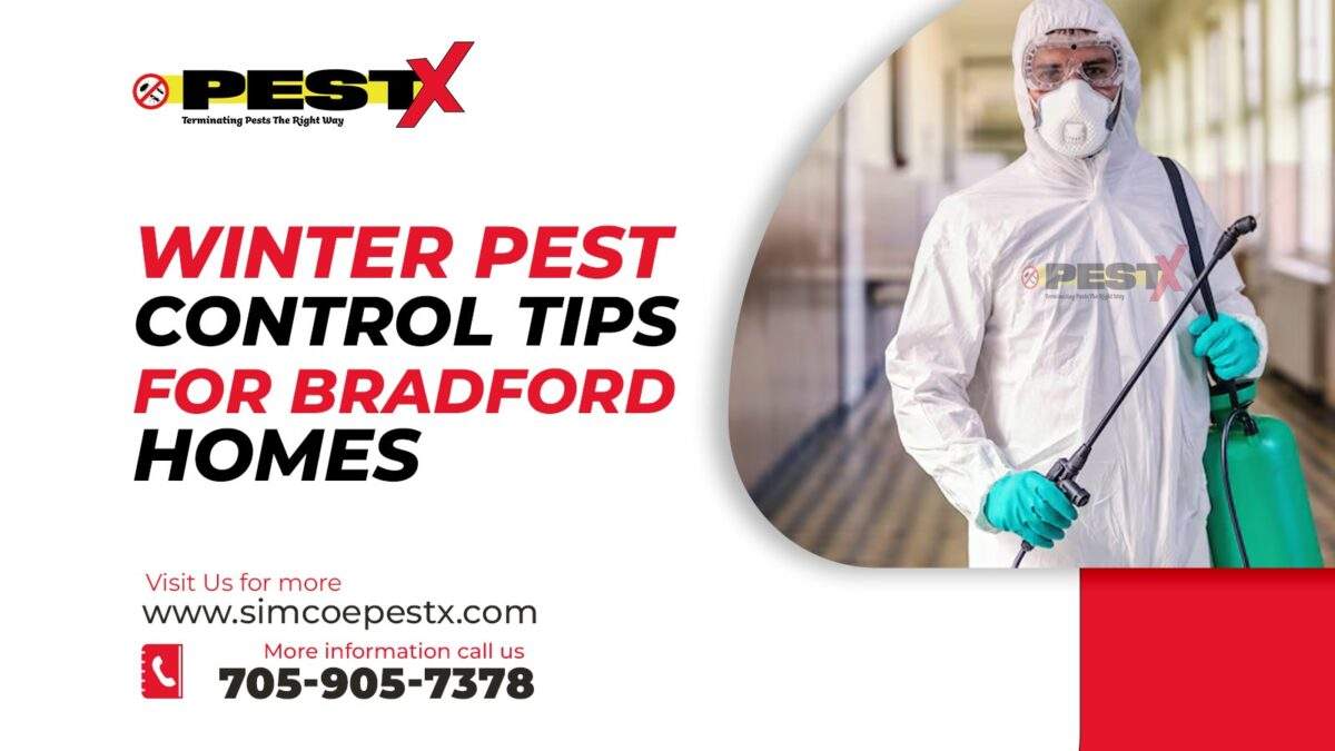 Winter Pest Control Tips