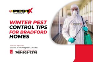 Winter Pest Control Tips