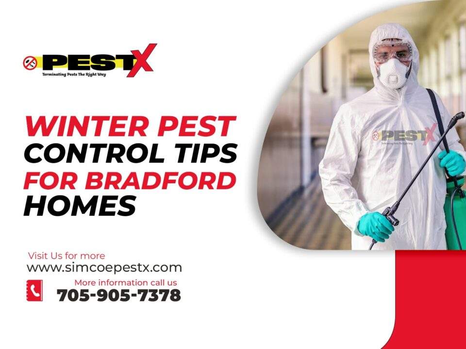 Winter Pest Control Tips