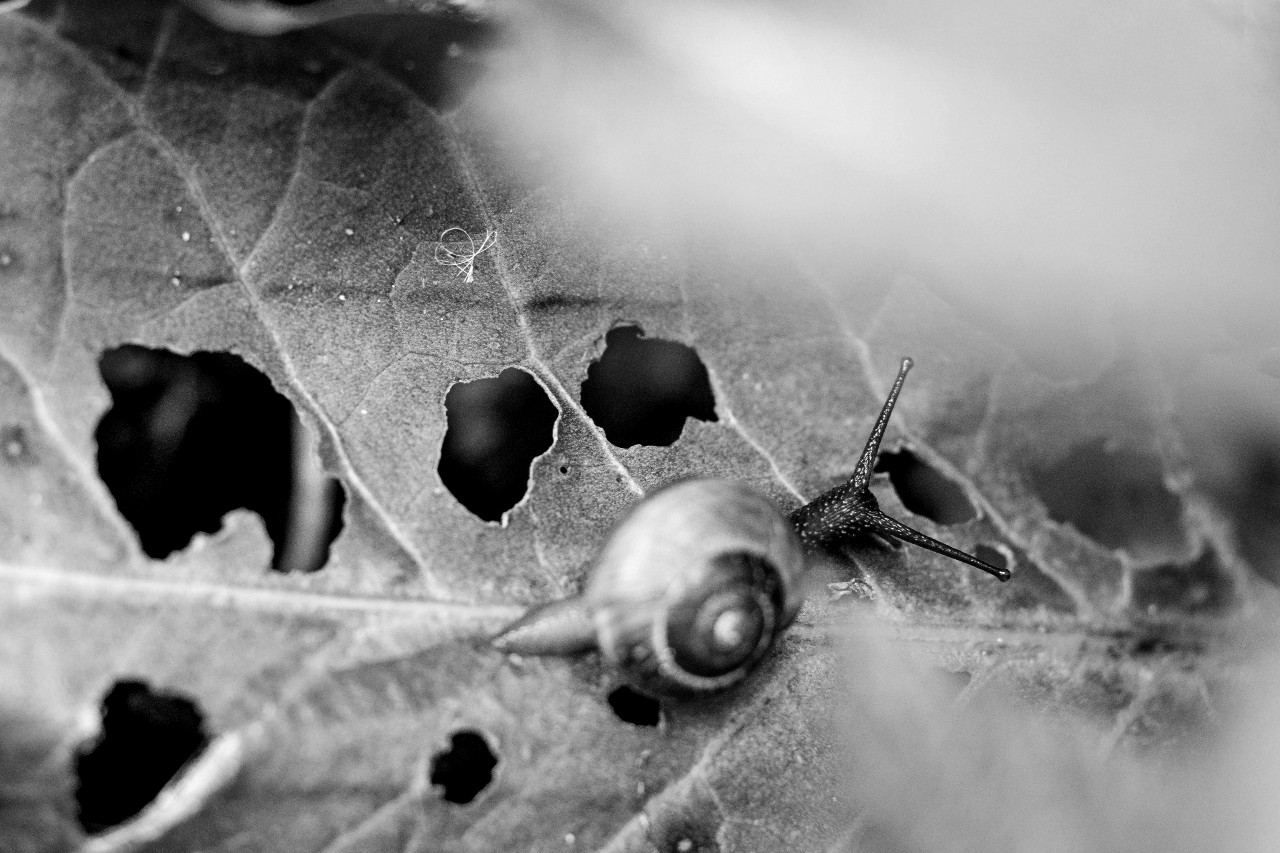 Pest Control Bradford