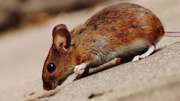Mice Control & Mouse Exterminator | Rodent & Rat Removal