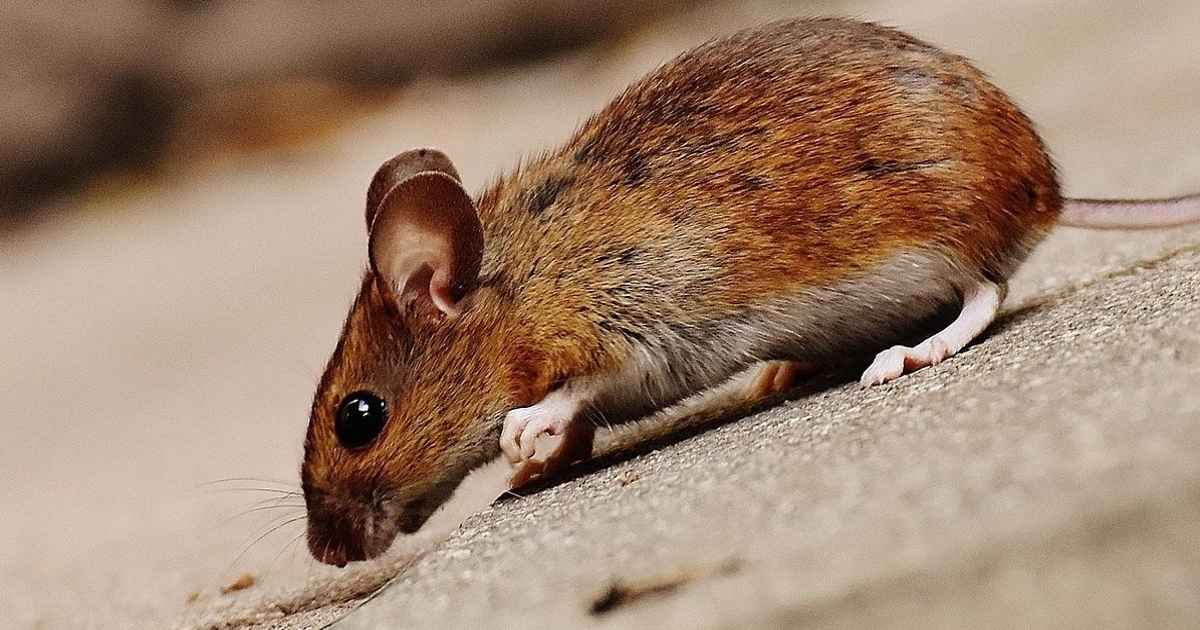 Mice Control & Mouse Exterminator | Rodent & Rat Removal