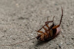 Most Common Pest Entry Points