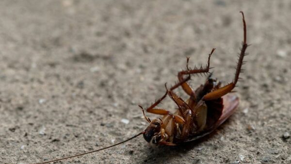 Most Common Pest Entry Points