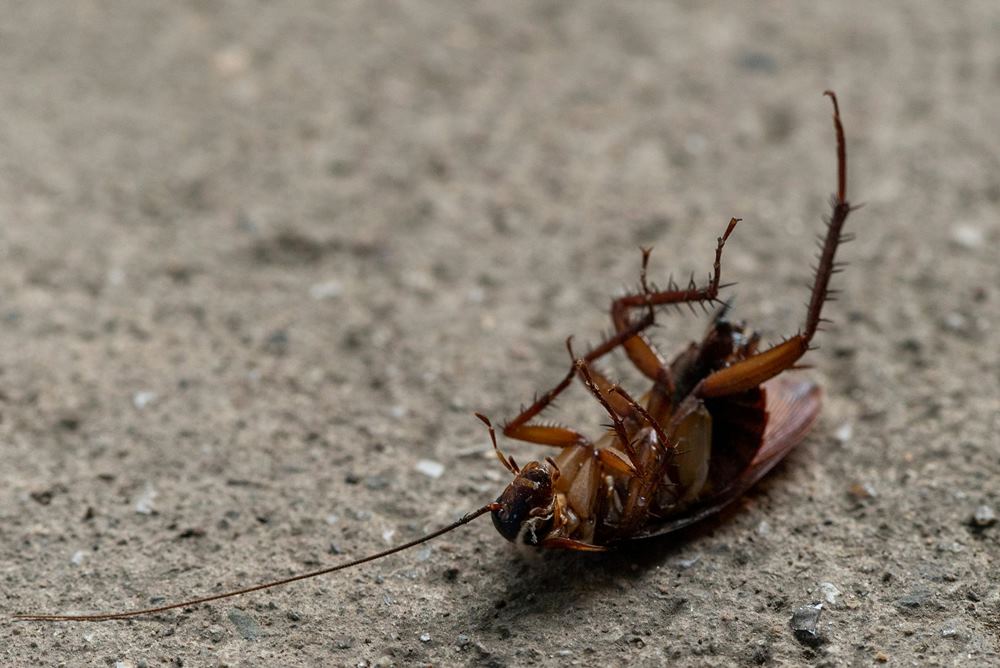 Most Common Pest Entry Points