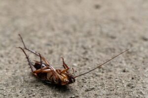 Cockroaches pest removal experts