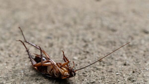 Cockroaches pest removal experts