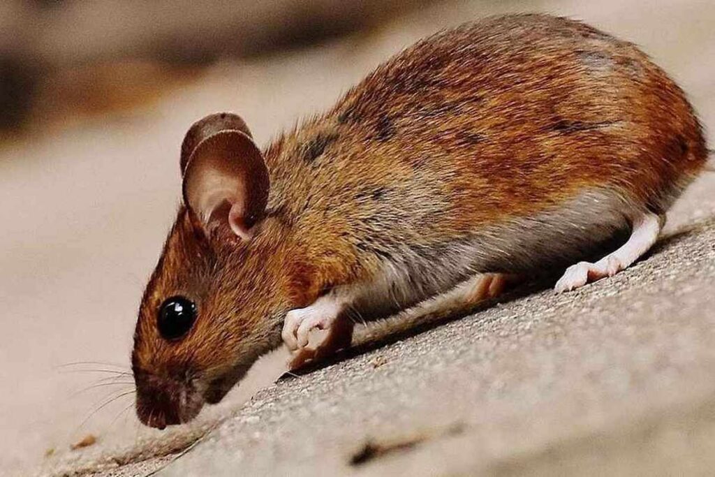 Mice Control Services in Barrie, Ontario