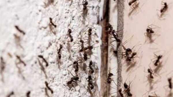 Get Rid of Carpenter Ants