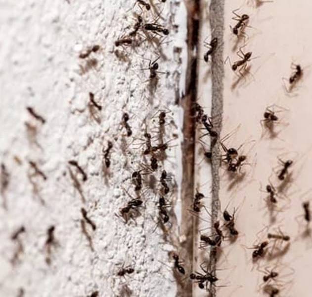 Get Rid of Carpenter Ants