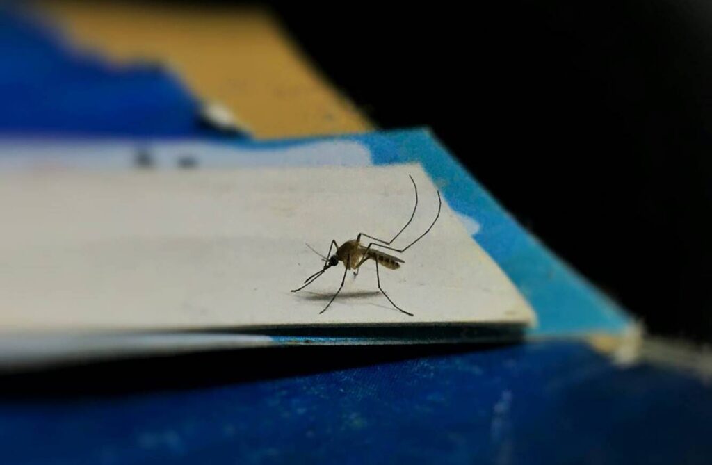 Mosquito control service in Barrie, Ontario.